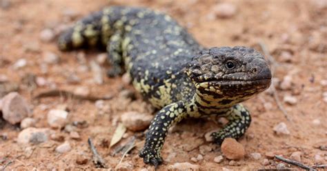 Lizard evolution highlights power of climate change – News