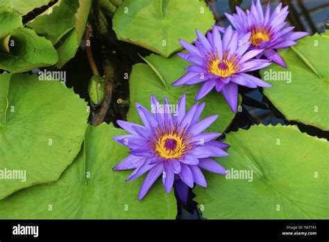 Purple Lotus Flower Stock Photo - Alamy