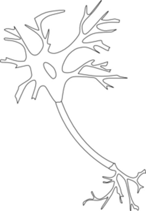 transparent neuron clipart - Clip Art Library