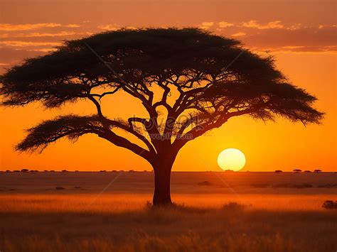 รูปMesmerizing View Of The Silhouette Of A Tree In The Savanna Plains During Sunset, HD ภาพถ่าย ...