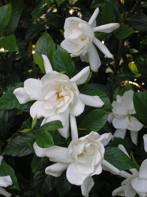 The Sweet Smell of Growing Gardenias | HGTV