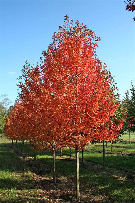 autumn blaze Maple - Fall - Shade Tree Farm | Shade Tree Farm