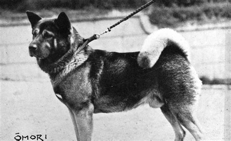 Akita History: Get to Know This Devoted Japanese Breed