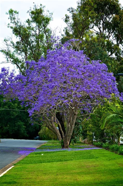 Purple Flowers That Grow On Trees : Flowering Tree: Tulip Tree - Anne ...