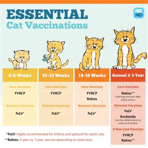 Your Cat's Vaccine Schedule | Home At Last Rescue