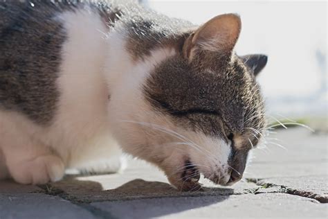 Why Do Cats Vomit Hairballs and How to Prevent? | Sagamore Animal Hospital