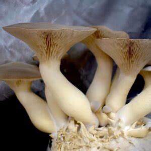 King Trumpet Mushroom Fruiting Conditions - Mushroom Grow Kits