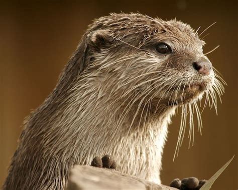 Eurasian otter - Alchetron, The Free Social Encyclopedia