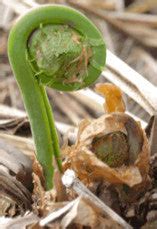 Fiddlehead fern recipes – Forest Mushrooms