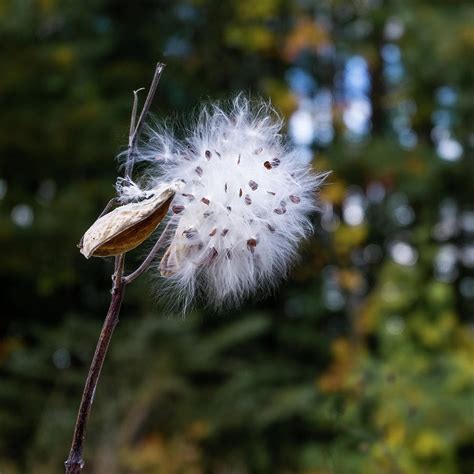 Milkweed plant with seeds Photograph by Guillermo Lizondo | Fine Art America