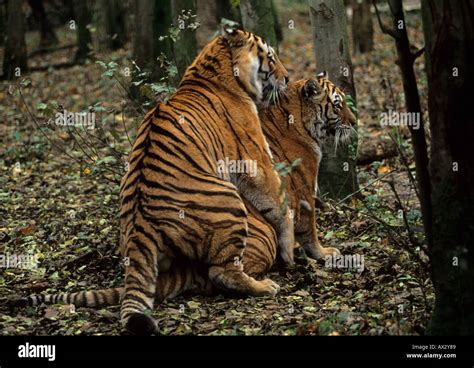 Siberian tigers mating Panthera tigris altaica Amur region of Russian Stock Photo: 5456776 - Alamy