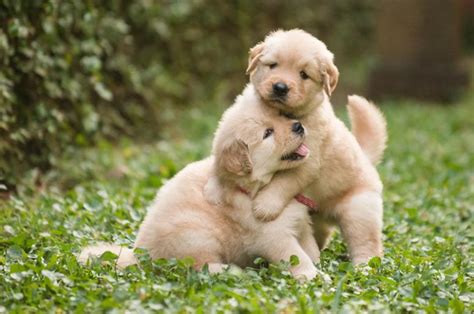 Funny Golden Retrievers! - 96.5 KOIT