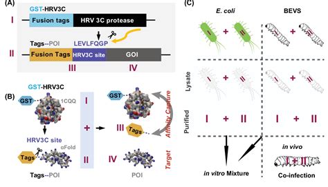 Figure 1 from In vivo enzymatic digestion of HRV 3C protease cleavage sites-containing proteins ...