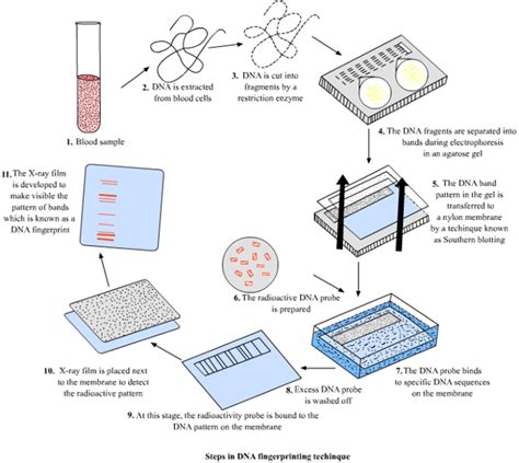 Multiple Choice Questions on Blotting Techniques || Molecular Biology ...