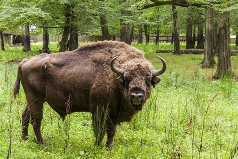 A Nazi-Era Cattle Breed, Just as Awful as Expected - Modern Farmer