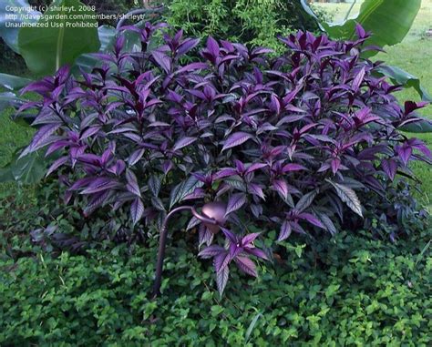 Plants With Purple Leaves - Plants BC