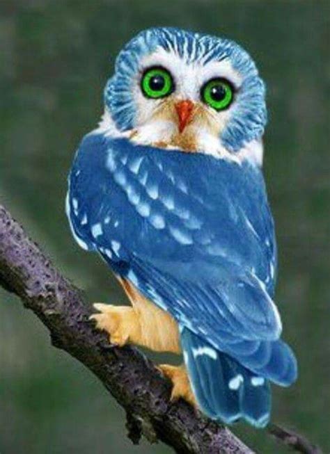 Image result for wisest owl species Rare Animals, Animals And Pets, Funny Animals, Exotic ...