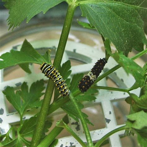 Black Swallowtail Caterpillars… it's not often that you see two different instars of a ...