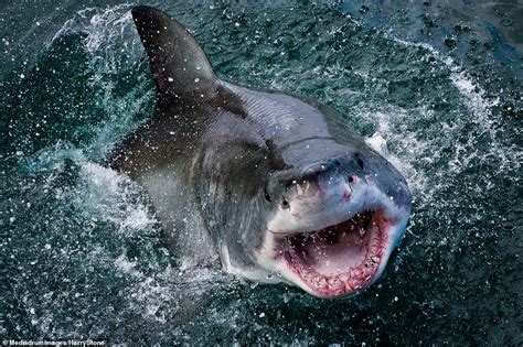 The Jaws of death: Close-ups of a great white shark show why it isn't ...