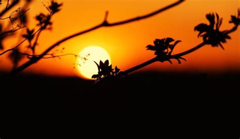 Premium Photo | Trees silhouette on sunset beauty in nature