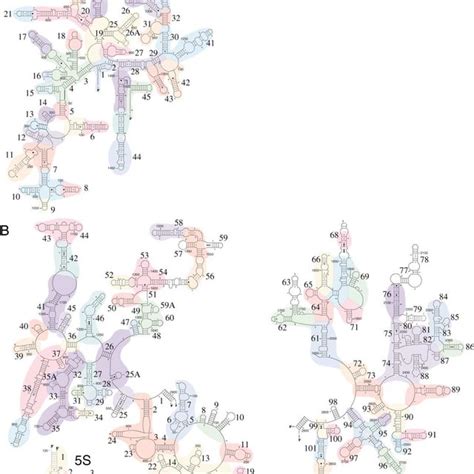 The Rigid Body Assignment of Ribosomal RNA Secondary Structure Elements ...