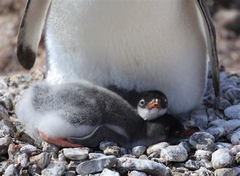 Gentoo Penguin chicks | At Waterboat Point, Antarctica. | Flickr