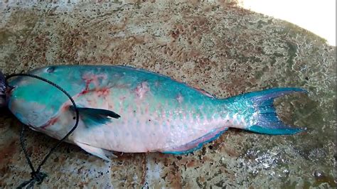 Gambar Ikan Kakatua – pulp