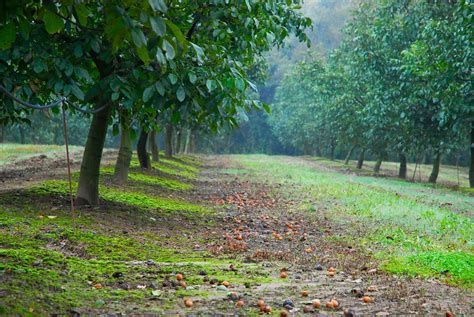 walnut plantation | Aris Gionis | Flickr