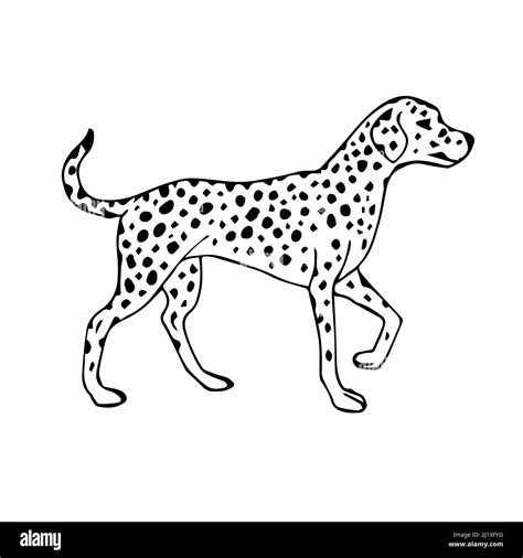 Vector hand drawn sketch Dalmatian dog isolated on white background ...