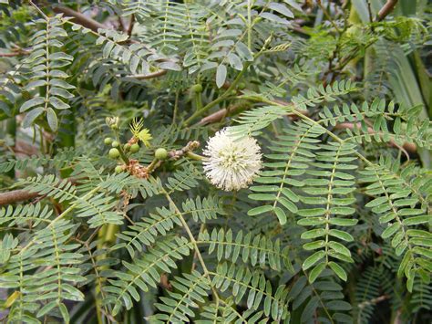 Leucaena leucocephala subsp. leucocephala | Plants of the World Online ...