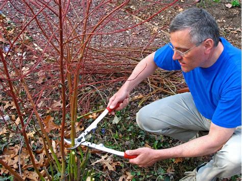 Red Twig Dogwood Not Red - Rejuvenation Pruning For Red Dogwood ...