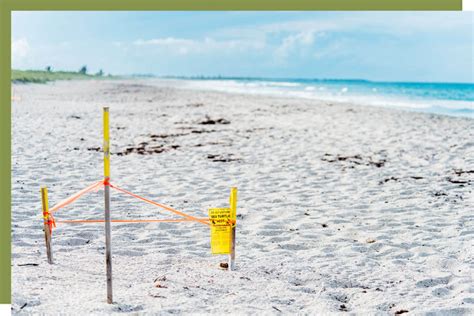 Guide to Sea Turtle Nesting Season + Free Printables