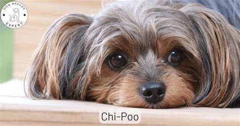 Chi-Poo Dog Breed Guide | Facts, Needs and Information