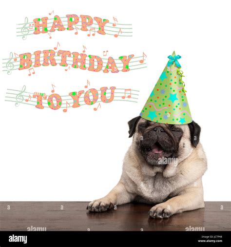 Funny dog happy birthday hi-res stock photography and images - Alamy