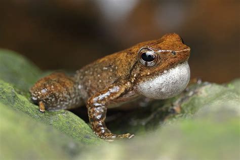 Dancing-Frog-Of-Karnataka-Madras-Courier-01 | Madras Courier