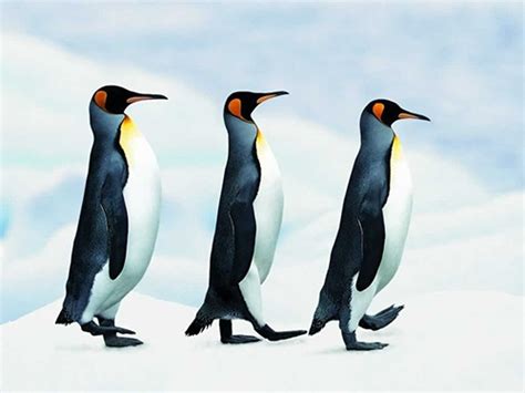 اجمل صور البطريق Photos Penguins