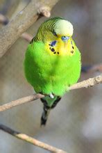 White Budgie Free Stock Photo - Public Domain Pictures