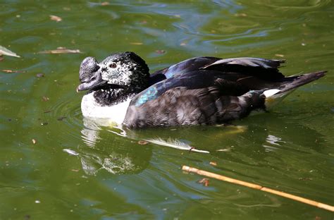 Definitive Guide To American Comb Duck Facts, Habitat, Conservation Status, Zoo Populations ...