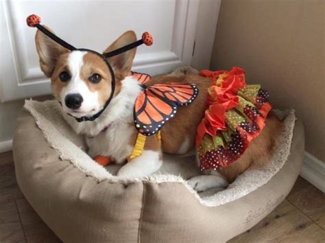 Who's Up for Another Day of Corgis In Cute Costumes? - The Daily Corgi