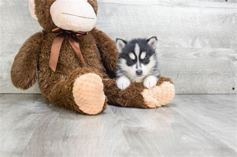 Pomsky puppies for sale | Small cross puppies breeds for sale in Ohio