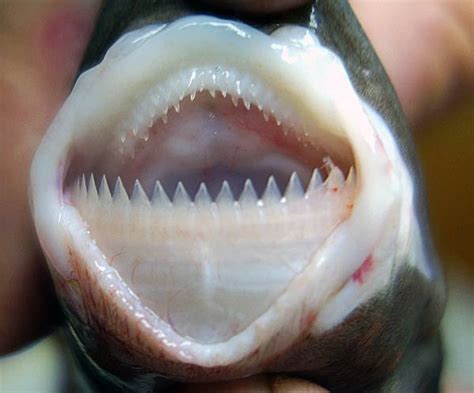 Smalltooth Cookiecutter Shark - The Australian Museum