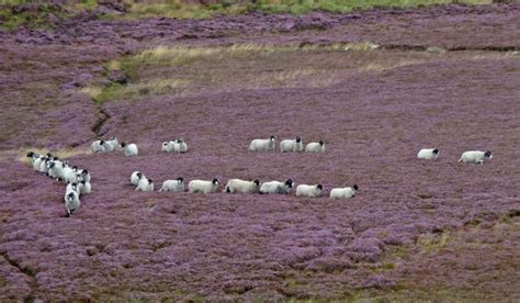 Ilkley Moor – Ilkley, England - Atlas Obscura