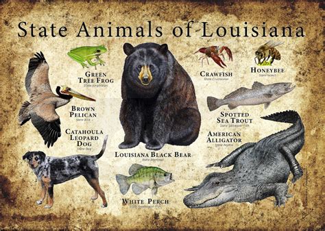 Louisiana State Animals Poster Print | Etsy in 2021 | Animal posters, Animals, American black bear