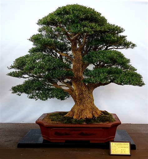 Inspirasi Gambar Bonsai Buxus