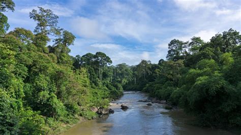 Visiting the Borneo Rainforest: All You Need to Know