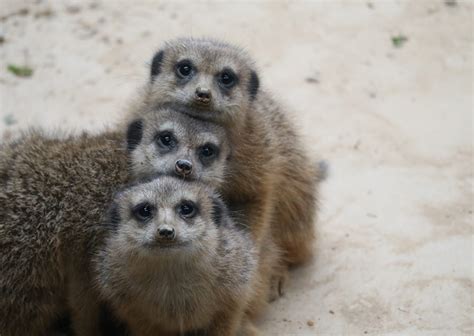 Meerkat :: Conservation Hero Support Programme