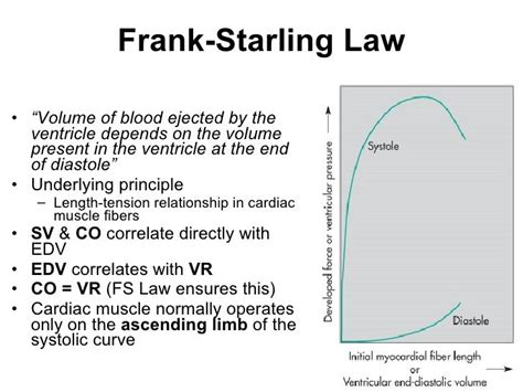 Heart physiology