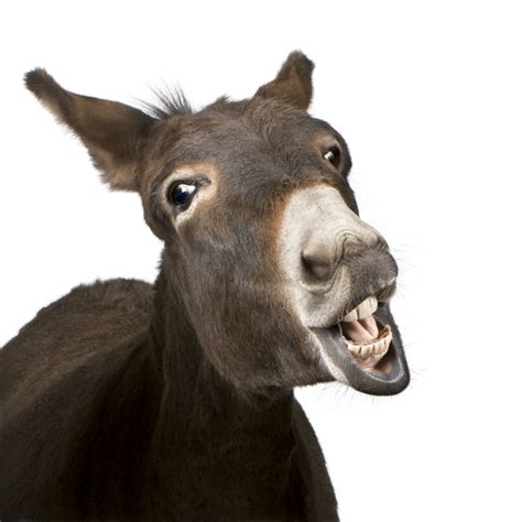 Donkey Lips Royalty-Free Images, Stock Photos & Pictures | Shutterstock