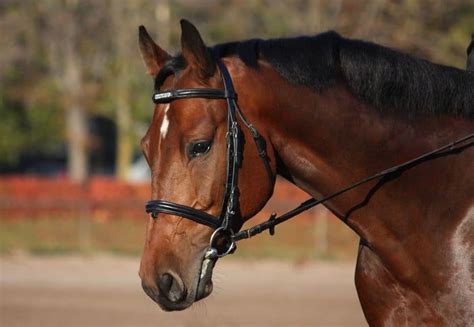 How to Stop Your Horse From Opening His Mouth (Without Using a Flash) ⋆ How To Dressage