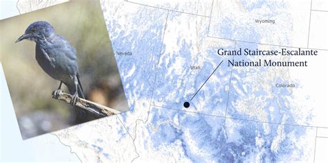 Mapping Pinyon Jay Habitat | Grand Canyon Trust